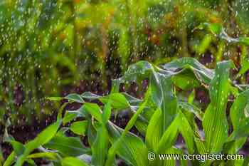 Master Gardener: Is it worth trying to grow corn in my garden? - OCRegister