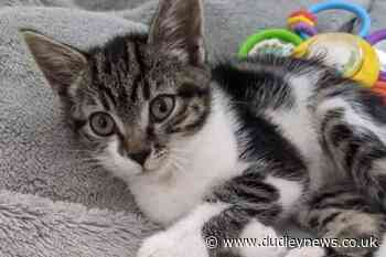 Jail term for man who poisoned neighbours' cats - Dudley News