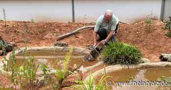 Schlägerei, Freilandterrarium und „Namaste Himalaya“ – Kaiserslautern kompakt - Kaiserslautern - Rheinpfalz.de