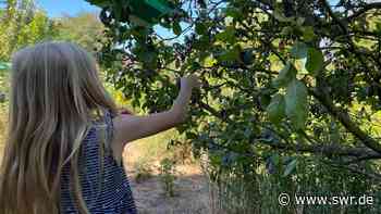 Immer mehr Mitglieder im Gartenbauverein im Kreis Kaiserslautern - SWR Aktuell