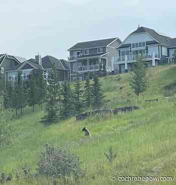 Bear sighting in Riversong - CochraneNow.com