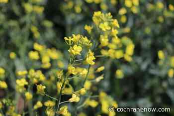 Researchers getting a better read on canola-destroying fungus - CochraneNow.com