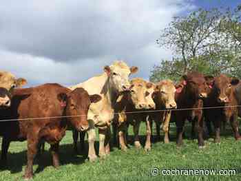 Federal government announces $3 million investment into animal welfare - CochraneNow.com