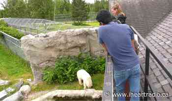 Cochrane Polar Bear Habitat offers private tours to attract tourists - iHeartRadio.ca