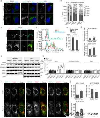 mTORC1 controls Golgi architecture and vesicle secretion by phosphorylation of SCYL1 - Nature.com