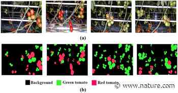 Intelligent yield estimation for tomato crop using SegNet with VGG19 architecture | Scientific Reports - Nature.com