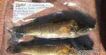 New Brunswick cottagers get court order blocking fish eradication in Miramichi area