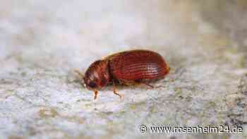 Brotkäfer bekämpfen und vorbeugen: Hausmittel tötet bereits die Larven ab