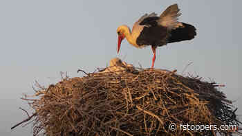 5 Helpful Tips to Improve Your Bird Photography