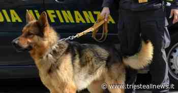 Maxi sequestro di cocaina a Trieste, a breve nuovi arresti dei... - Trieste News