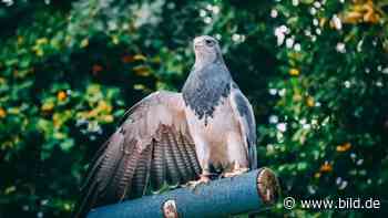 Neunkirchen: Zoff im Gehege: Krähen vertreiben Falken Selly aus Zoo - BILD