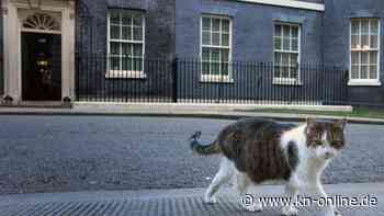 Downing Street: Außenministerin Truss und ihre Freundschaft zum Kater