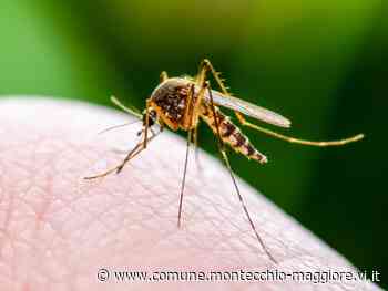 West Nile Virus - rafforzamento delle misure di prevenzione - Comune di Montecchio Maggiore