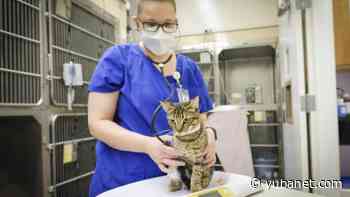 UC Davis Launches Clinical Trials to Treat a Deadly Coronavirus Disease in Cats (Not the One that Causes COVID-19) - YubaNet