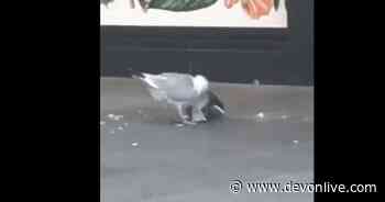 Seagull brutally pecks pigeon to death in Exeter - Devon Live