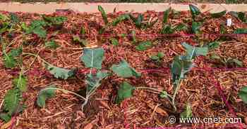 Buying Fresh Vegetables From the Store Can Be Expensive. Try Growing Your Own     - CNET
