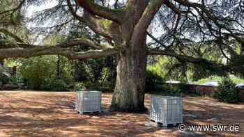 Libanon-Zeder in Weinheim: Extra-Dusche wegen anhaltender Dürre - SWR Aktuell