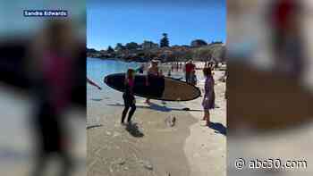 Beaches in Central California shut down after man, dog escape shark bite