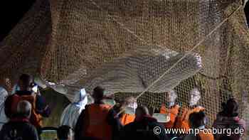 Frankreich - Belugawal aus der Seine trotz Rettungsaktion gestorben - Neue Presse Coburg