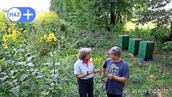 Silphien-Feld in Burgwedel: Maisersatz nutzt Umwelt und Landwirtschaft - HAZ