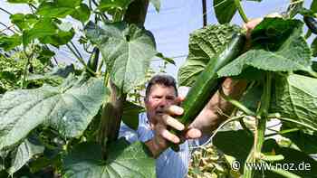 Forderung nach Steuerentlastung: Welche Auswirkungen die Energiekrise auf den Gartenbau in Papenburg haben könnte - NOZ