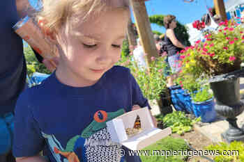 VIDEO: Butterfly release event returns to Lower Mainland community - Maple Ridge News