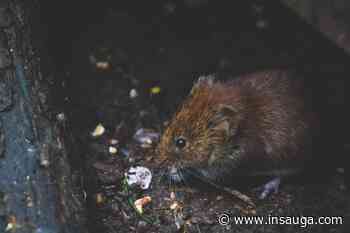 How Milton residents can prevent rodents from gathering in backyards this summer | inHalton - insauga.com