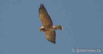 Employees at Calgary business keeping an eye on the sky after hawk attack