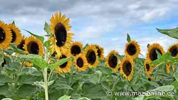 Hofladen Falkensee bietet Blumen zum Selbstpflücken an: Regionaler geht es kaum - Märkische Allgemeine Zeitung