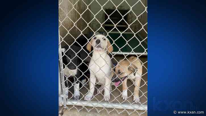19 puppies taken to shelter after mom dogs die in the heat