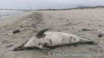 Mais um golfinho morto em Viana do Castelo. "Situações não são raras" - Notícias ao Minuto