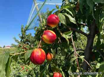 Cia Cuneo “la qualità della frutta è ottima, ma a preoccupare sono i prezzi di vendita” - La Fedeltà