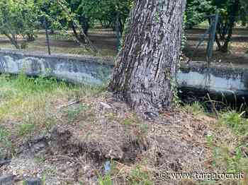 Cuneo, prosegue l’abbattimento di alberi malati - TargatoCn.it
