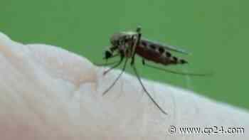 Hamilton raises West Nile risk after batch of mosquitos test positive - CP24