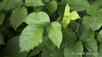 The Medical Minute: Don’t let poison ivy ruin the day - Pennsylvania State University