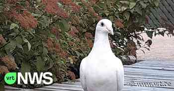 Vesparitje voor duif uit Nederland die in Beringen was gestrand - VRT NWS