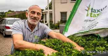 Gesnoeide taxus wordt toch opgehaald in Berg en Dal: heggen en struiken worden gebruikt voor kankermedicijn - AD.nl