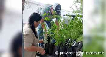 Dona Conafor 3 mil plantas de chiltepín durante jornada en Hermosillo - Proyecto Puente