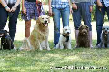 Dog walking volunteers needed in Orpington