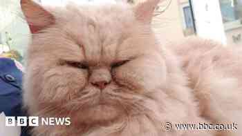 Cat killer who poisoned pets gets suspended sentence