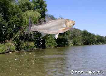 22-pound invasive carp found seven miles from Lake Michigan - MLive.com