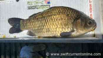 Prussian Carp recently spotted in Lake Diefenbaker - SwiftCurrentOnline.com - Local news, Weather, Sports, Free Classifieds and Job Listings - SwiftCurrentOnline.com