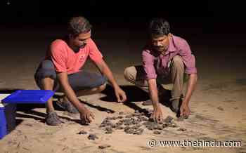 Mining scares Oliver Ridley turtles away - The Hindu