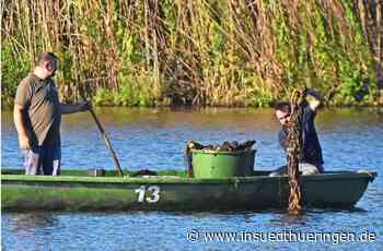 Breitunger Seen - Rettungsaktion für Seerosen gestartet - inSüdthüringen