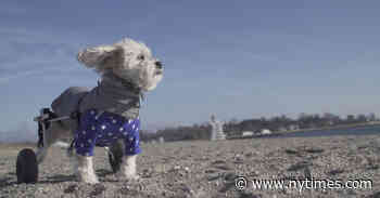 ‘Free Puppies!’ Review: A Fight to Save a Dog’s Life