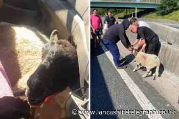 Watch: Driver rescues sheep from M6 following crash
