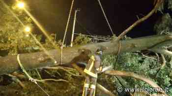 Maltempo in Lombardia: alberi sui binari, stop alla linea Mortara-Milano - Cronaca - ilgiorno.it - IL GIORNO