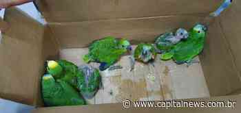 No período reprodutivo dos papagaios, PMA deflagra operação contra o tráfico de animais - Capital News