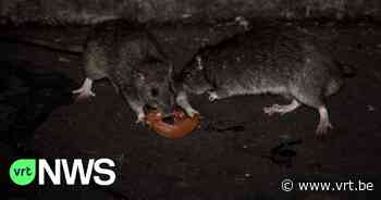 Rattenplaag in Ronse lijkt achter de rug: dit jaar al een derde minder ratten gevangen - VRT NWS