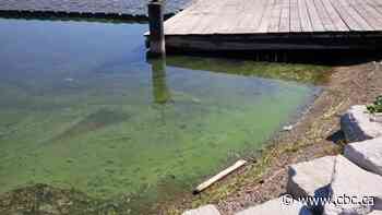 Toxic blue-green algae found at Pier 4 in Hamilton Harbour — again